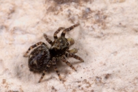 Un mle immature (Araneae - Salticidae - Pseudeuophrys erratica)